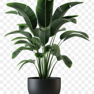 Plant 3