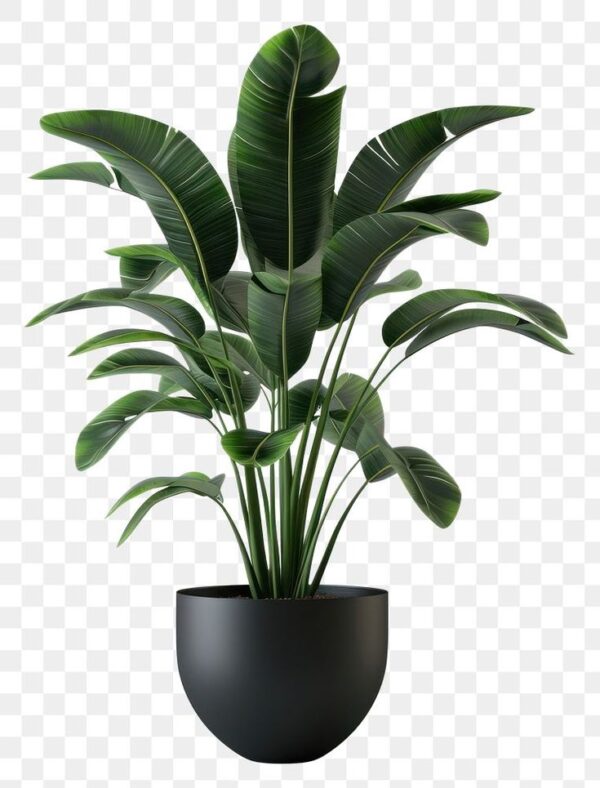 Plant 1 - Image 3